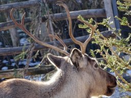 Tiergarten Schönbrunn am 27.01.2026